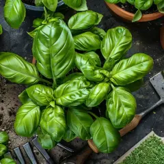 Plante de basilic luxuriante, prête à être récoltée. On imagine déjà le parfum en fumer du basilic pour un plat savoureux. Outils de jardinage à proximité.