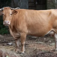 Une vache Rubia Gallega, à la robe fauve, se tient dans un enclos rustique.