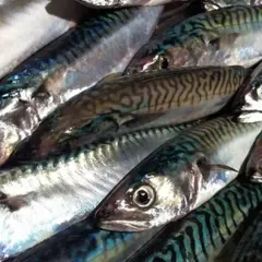 Poissons maquereaux prêts pour une cuisson en papillote au barbecue. Leurs rayures bleues et vertes brillent sous la lumière.