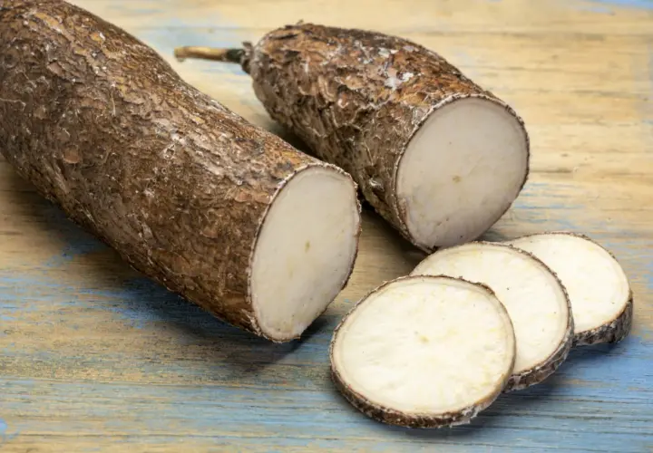Deux racines de manioc coupées, dont quelques rondelles, prêtes pour une délicieuse recette manioc.