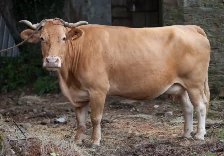 Une vache Rubia Gallega, à la robe fauve, se tient dans un enclos rustique.
