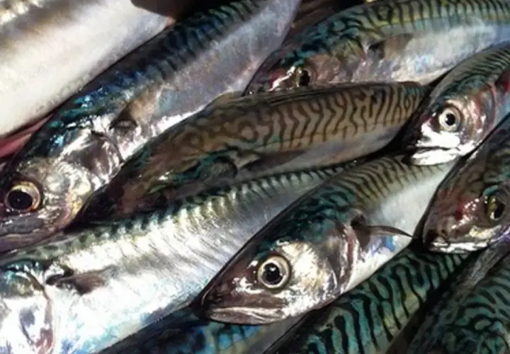 Poissons maquereaux prêts pour une cuisson en papillote au barbecue. Leurs rayures bleues et vertes brillent sous la lumière.