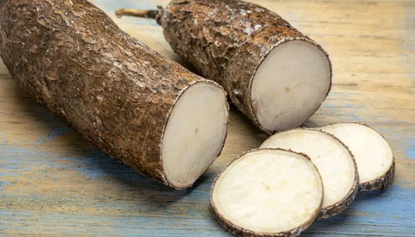 Deux racines de manioc coupées, dont quelques rondelles, prêtes pour une délicieuse recette manioc.