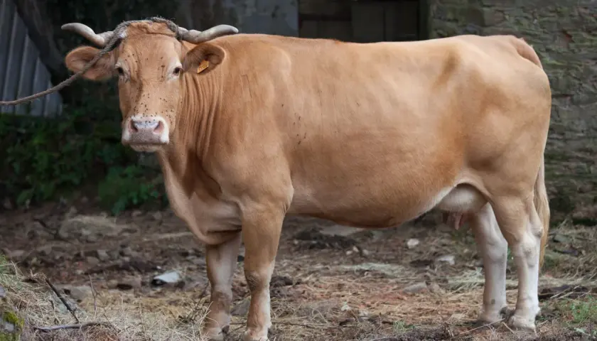 Une vache Rubia Gallega, à la robe fauve, se tient dans un enclos rustique.