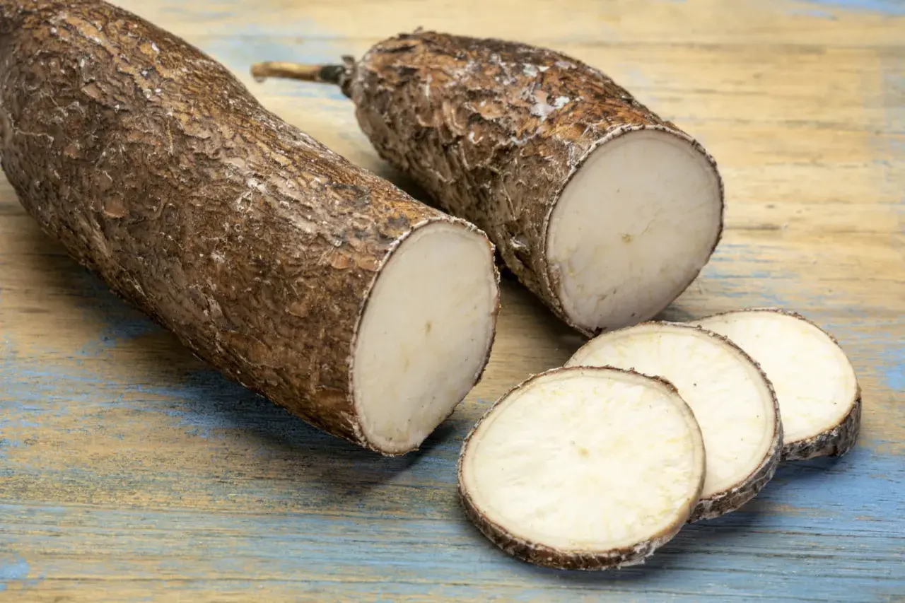 Deux racines de manioc coupées, dont quelques rondelles, prêtes pour une délicieuse recette manioc.