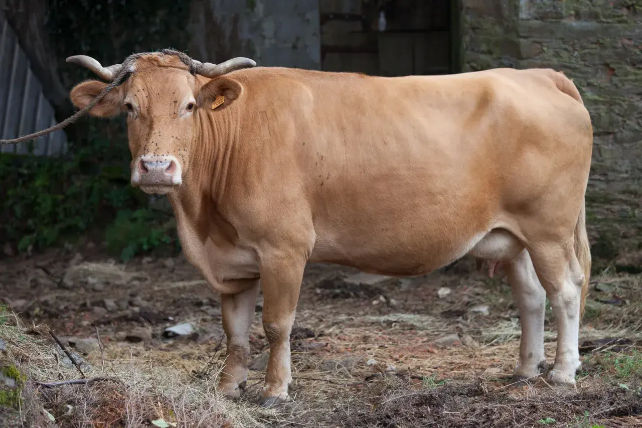 Une vache Rubia Gallega, à la robe fauve, se tient dans un enclos rustique.