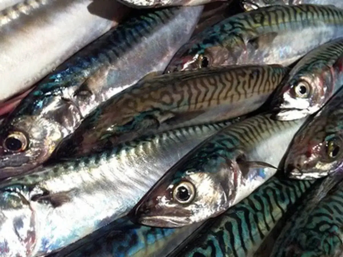 Poissons maquereaux prêts pour une cuisson en papillote au barbecue. Leurs rayures bleues et vertes brillent sous la lumière.
