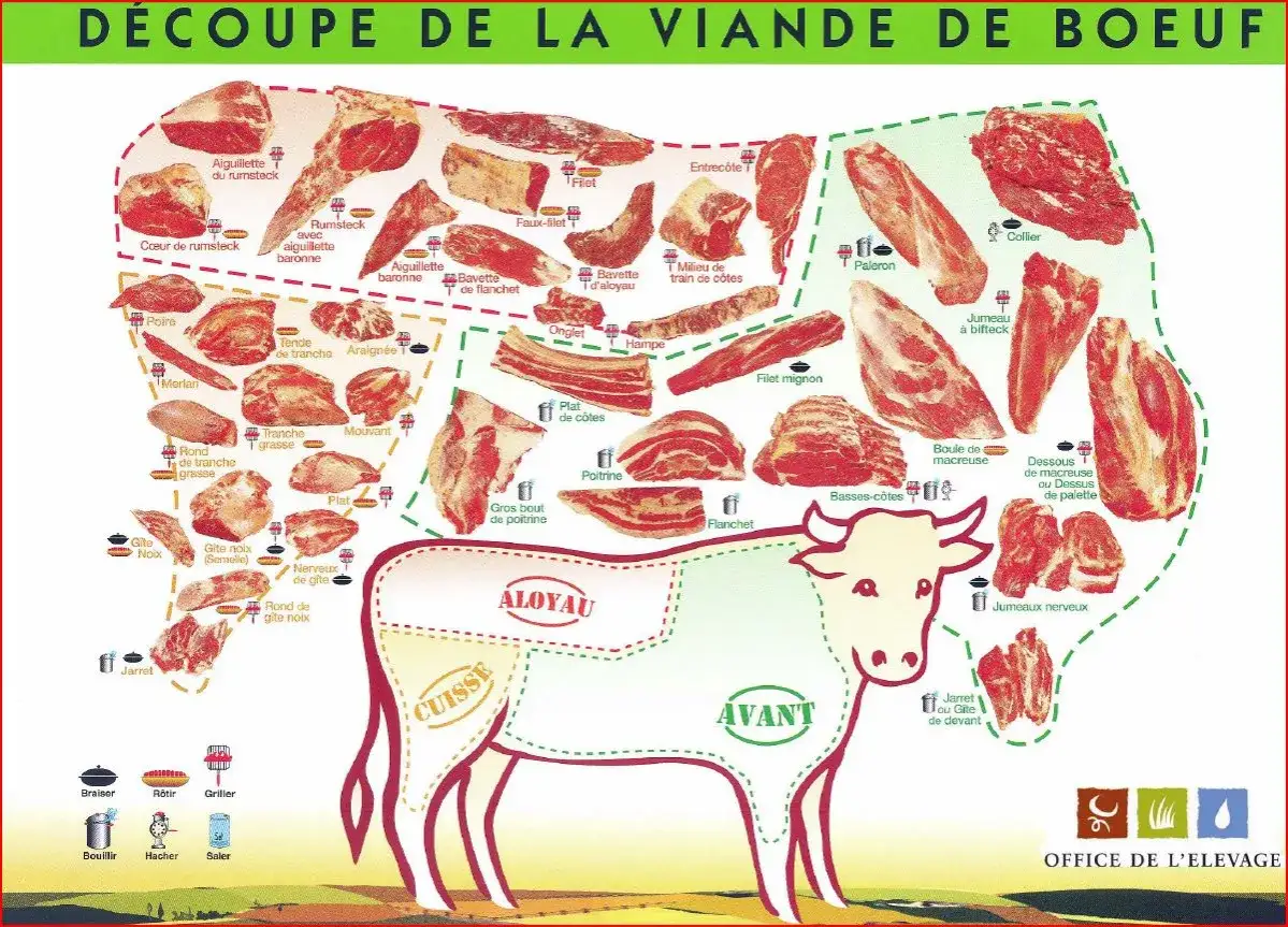 Schéma de découpe de la viande de boeuf, montrant les différents morceaux pour un cours viande bovine.
